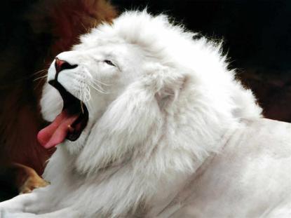 Resultado de imagen de leon albino